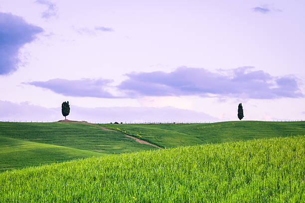 istock Tuscany Hills with Cypress Trees 174934078