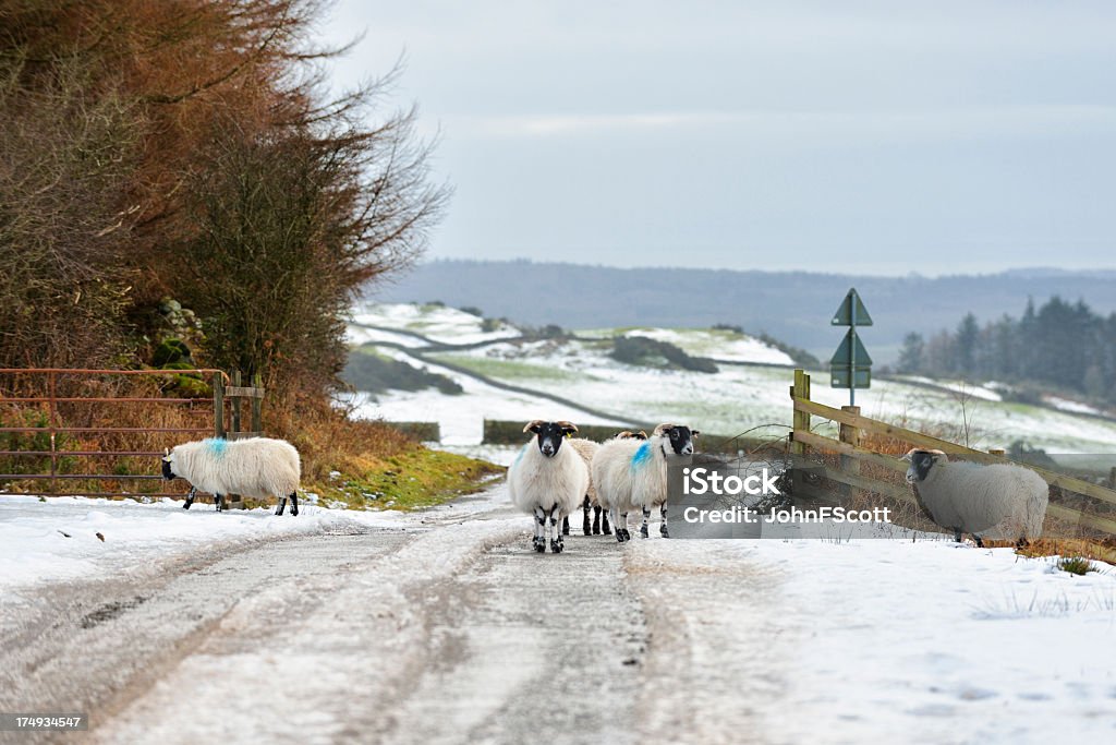 Écossais rural scène d'hiver avec la neige et de mouton - Photo de Agriculture libre de droits