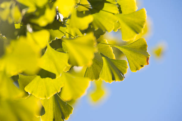 jesień liście miłorzębu - green environmental conservation leaf dementia zdjęcia i obrazy z banku zdjęć