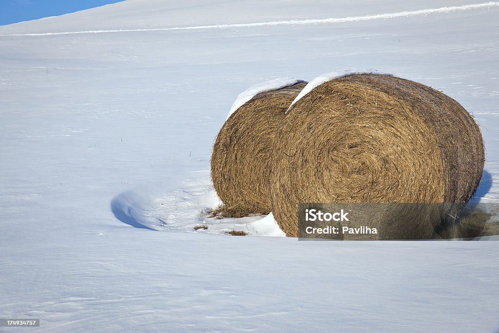 Fardos de feno na neve de inverno da Eslovênia Europa - Foto de stock de Agricultura royalty-free