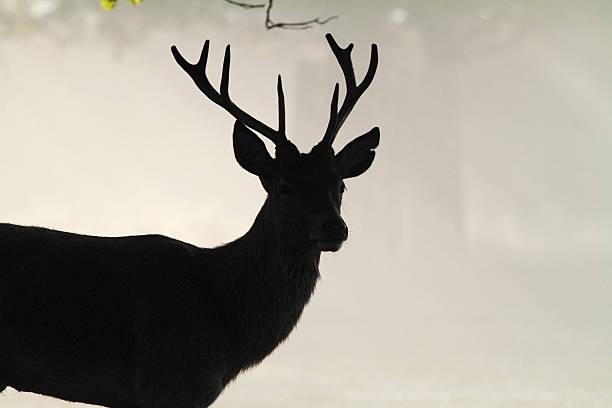 istock Red deer stag staggard silhouette before misty autumn landscape 174934798