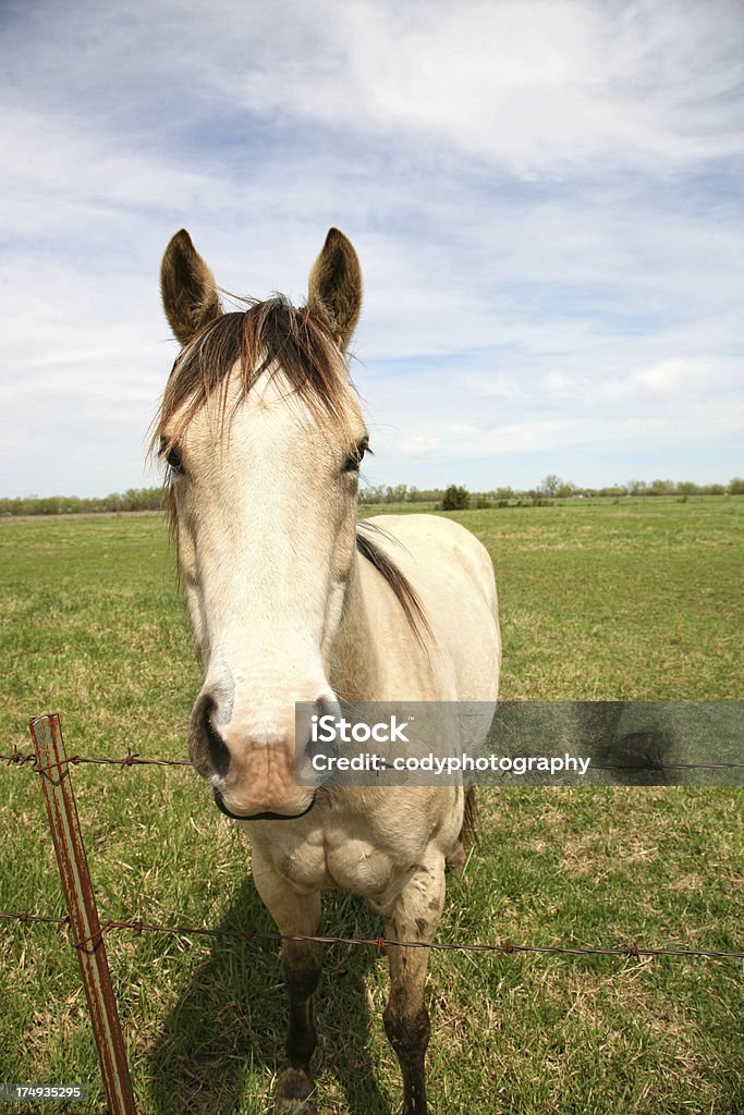 Rosto de cavalo - Foto de stock de Animal royalty-free