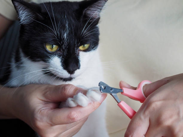 istock Young woman uses cat nail clippers 1749353003