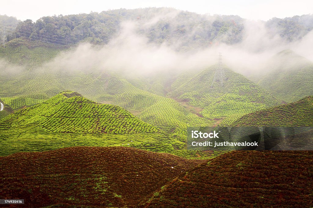 Rising matin brumeux dans les plantations de thé - Photo de Agriculture libre de droits