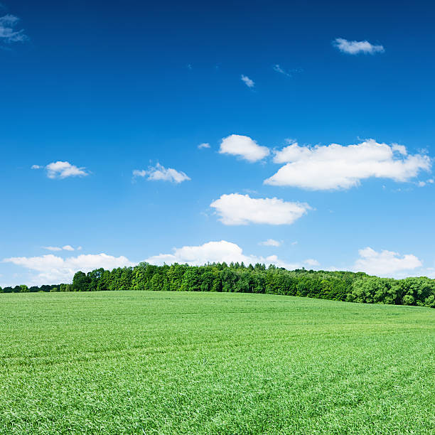 istock Square spring landscape XXXXL 33MPix - meadow, blue sky 174935441