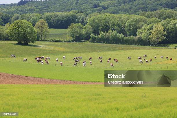 Prato Con Mucche - Fotografie stock e altre immagini di Agricoltura - Agricoltura, Ambientazione esterna, Animale