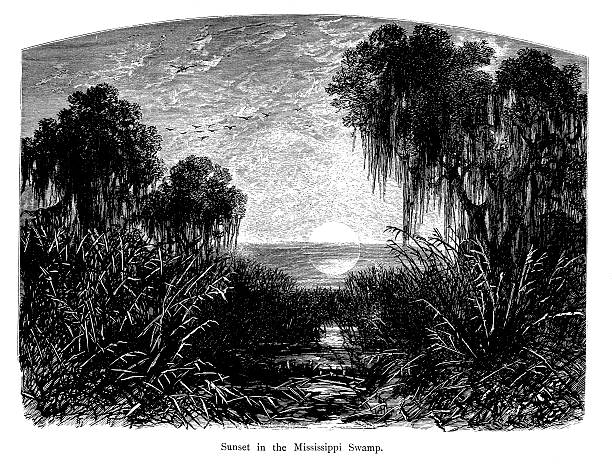 istock Sunset in Mississippi Swamp, USA 174935498