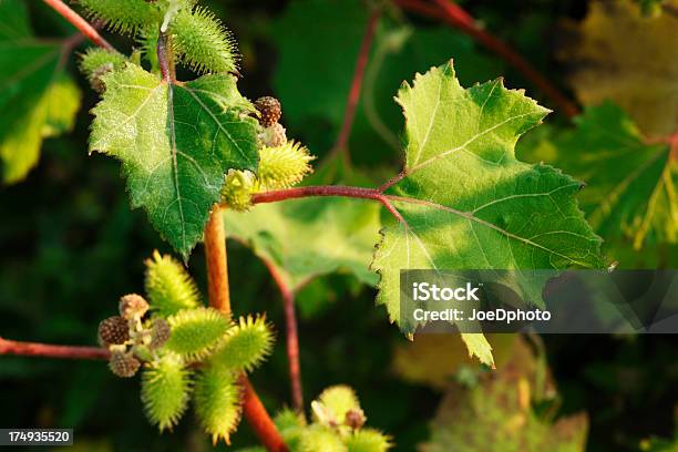 Bur With Green Leaves And Red Stems Stock Photo - Download Image Now - Cocklebur, Green Color, Horizontal