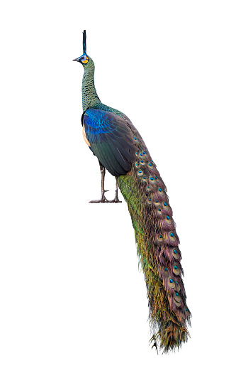 Green peafowl male or Indonesian fowl isolated on white background the national holy bird of Myanmar from the side angle view with colorful vibrant feather