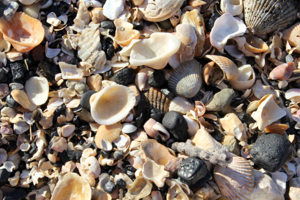 istock Close up textured background of shells on a beach 1749356362