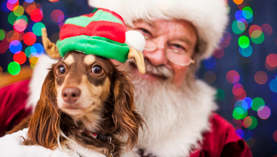 Santa Clas holding a Christmas Puppy Elf (longhaired chocolate and cream dachshund).