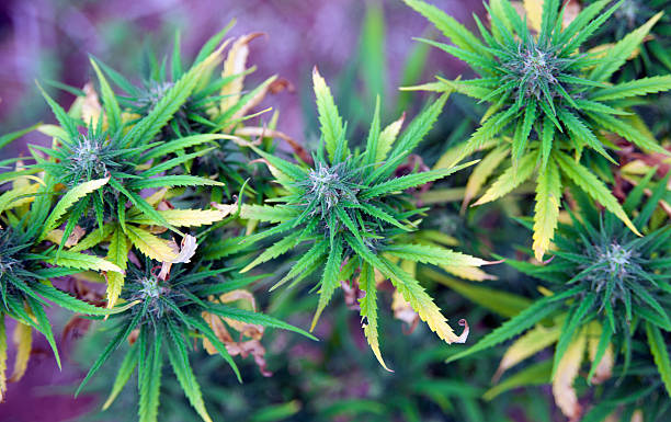 Marijuana Cannabis plant maturing outdoor in Nepal. Selective focus.You can find more Marijuana images here : nepalese culture stock pictures, royalty-free photos & images