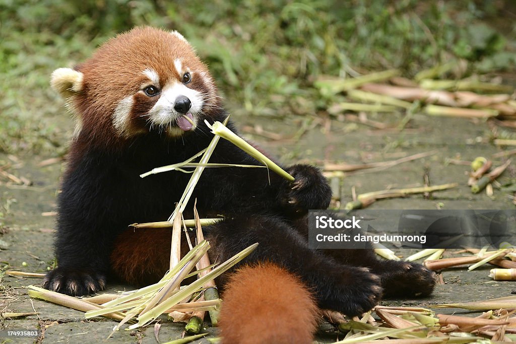 Red Pandas Essen Bambus - Lizenzfrei Katzenbär Stock-Foto