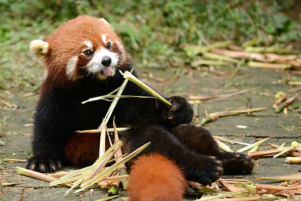 petit panda manger en bambou - panda outdoors horizontal chengdu photos et images de collection