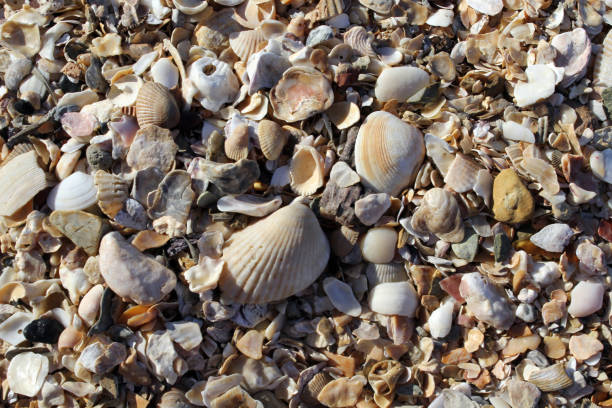istock Close up textured background of seashells on a beach 1749359066