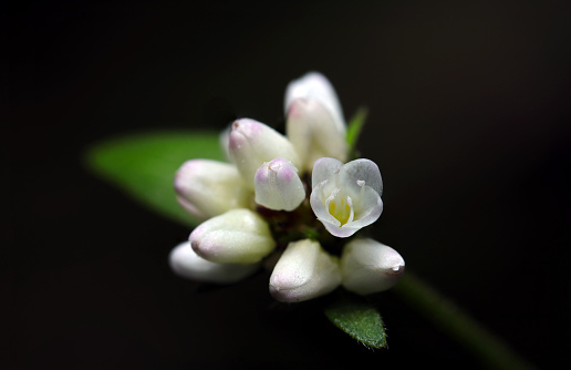Cute white flowerhead of Water pepper (Mizosoba, Polygonum thunbergii. Nature close up macro photograph)