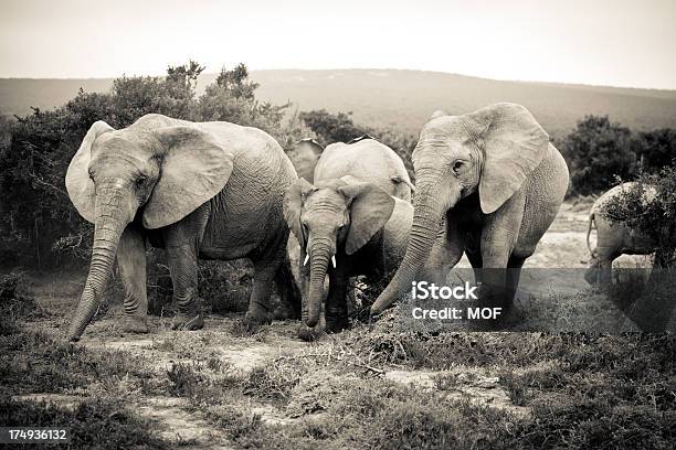 Invecchiato Elefanti Africani Lutto Un Aspetto Familiare - Fotografie stock e altre immagini di Affranto