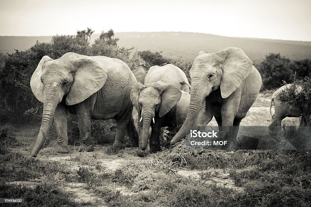 Desvanecido elefantes africanos luto um membro da família Morto - Royalty-free Animal de Safari Foto de stock