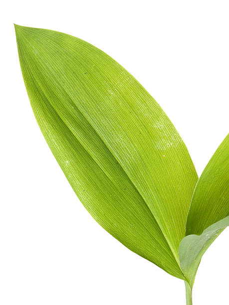 istock Lily of the valley 174936138