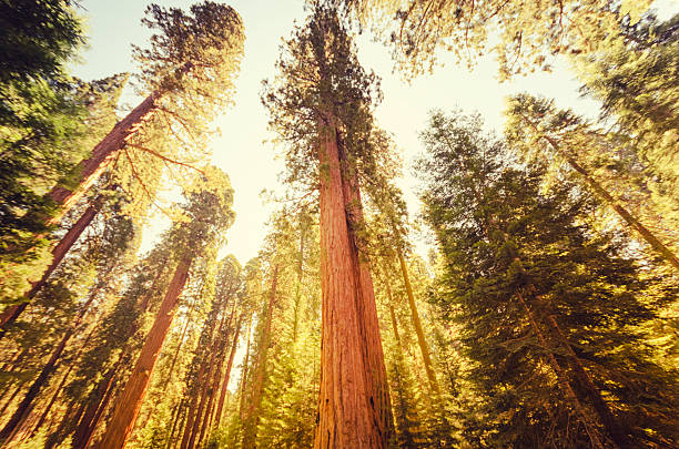 istock Sequia National Park tree in Autumn 174936180