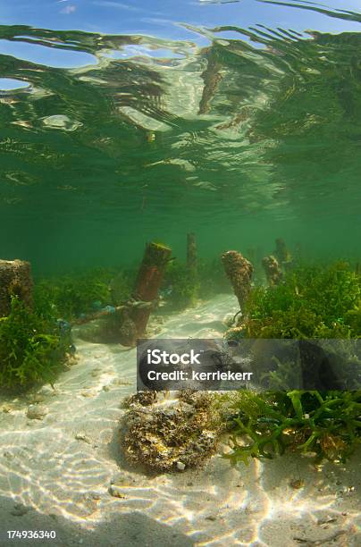 Farm Di Alghe Marine - Fotografie stock e altre immagini di Agricoltura - Agricoltura, Alga, Acqua