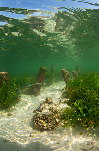 海藻の農場 - underwater indonesia nusa lembongan seaweed farming ストックフォトと画像