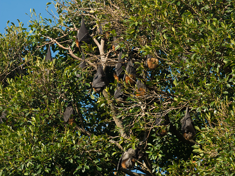 Grey headed flying foxes hang from tree with dense vegetation in Adelaide, Australia.