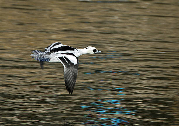 Flying Male Smew (Mergellus albellus) Flying male smew (Mergellus albellus). mergellus albellus stock pictures, royalty-free photos & images