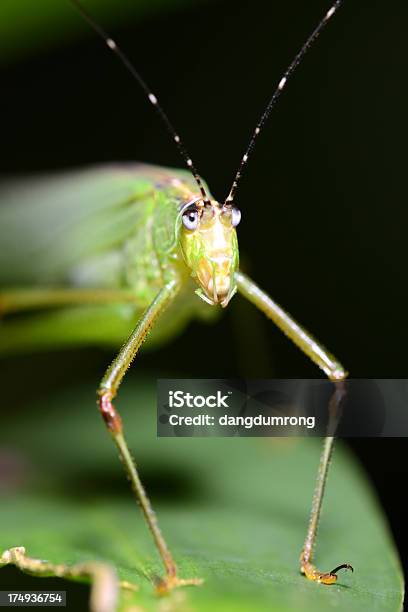 Green Cricket Nahaufnahme Der Vorderansicht Stockfoto und mehr Bilder von Bildschärfe - Bildschärfe, Blatt - Pflanzenbestandteile, Einzelnes Tier