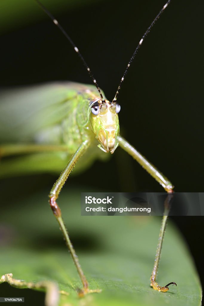 Verde cricket close-up Vista anteriore - Foto stock royalty-free di Ambientazione esterna