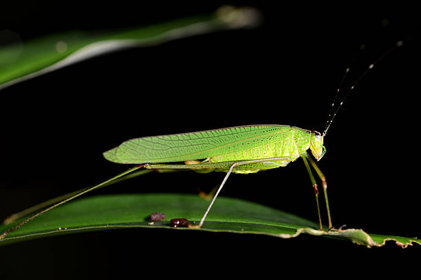 istock Green cricket close-up side view 174936758