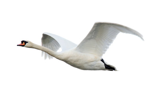 Cisne blanco común (cisne olor) photo