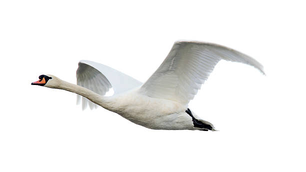 Mute Swan (Cygnus olor)  flapping wings photos stock pictures, royalty-free photos & images