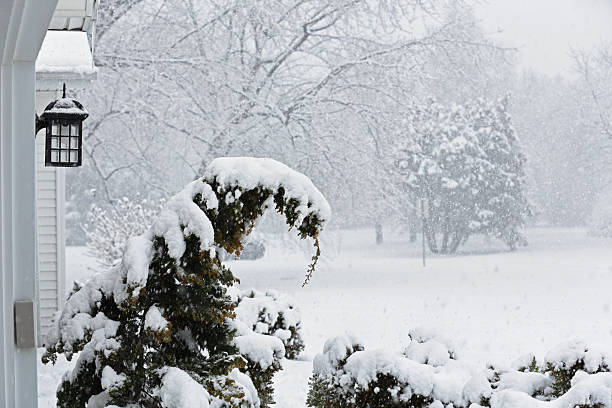 árbol de hoja perenne cubierto de nieve con ventisca - isweather2013 fotografías e imágenes de stock