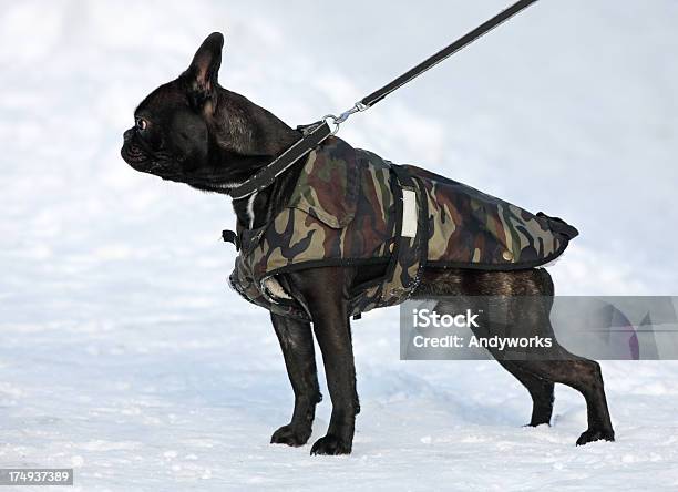 Junge Französische Bulldogge Im Winter Stockfoto und mehr Bilder von Bulldogge - Bulldogge, Dunkel, Einzelnes Tier