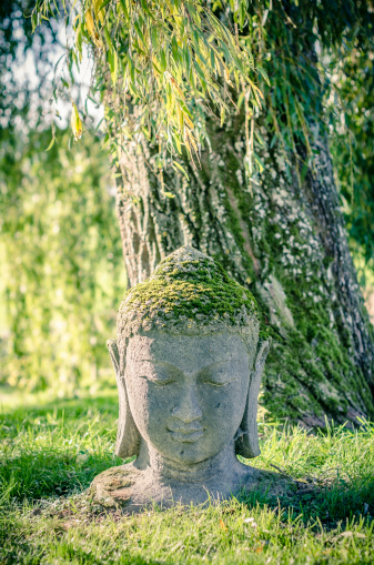 Buddha head in a zen garden