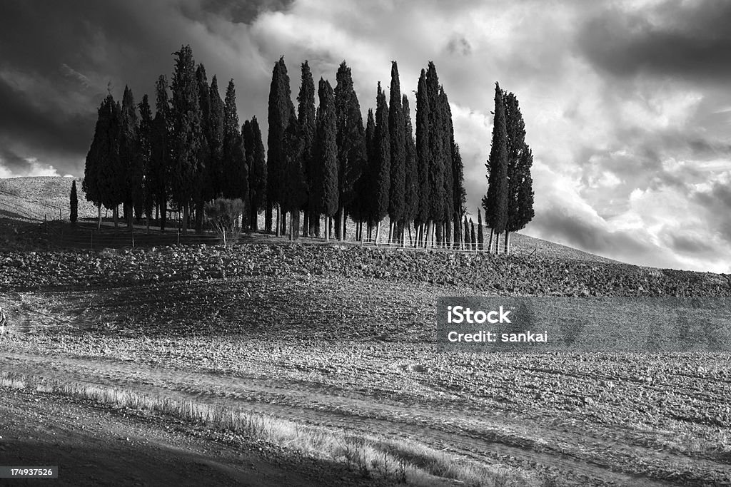 Toscana cypress em preto e branco - Foto de stock de Acessibilidade royalty-free