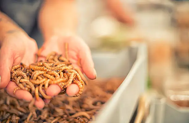 Hands holding larvaes of the Zophobas morio aka superworm. This worm are used in the reptile pet industry as food for captive reptiles. Cross processed picture with a shallow DOF. Some noise as a result of high iso.