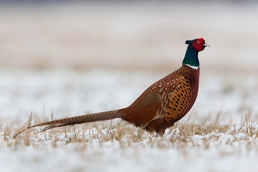 Pheasant (Phasianus colchicus). Please, see my collection of Pheasant  images
