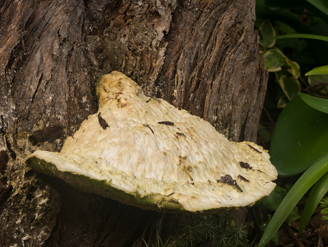 Large pale mushroom growing on tree in Stirling, South Australia, Australia.