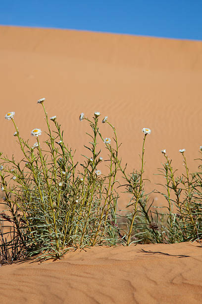 istock Paper daisies at Perry Sand Hills, Australia 174937824