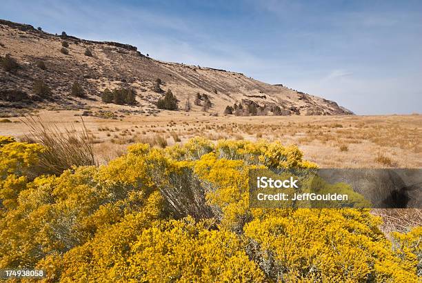 Rabbit Brush At Gillems Camp Stock Photo - Download Image Now - Ancient, Beauty In Nature, California