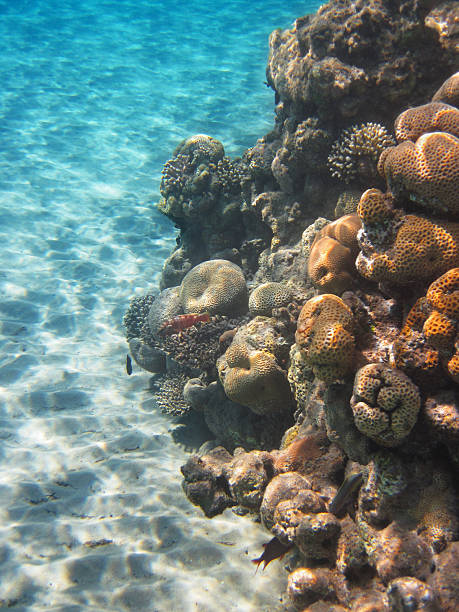 紅海のビーチの水中 - red sea taba sand reef ストックフォトと画像