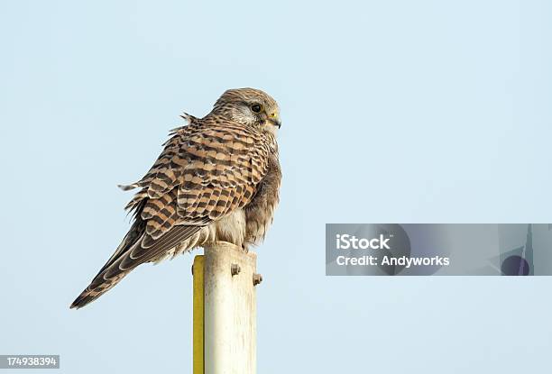 Common Turmfalke Stockfoto und mehr Bilder von Echter Falke - Echter Falke, Einzelnes Tier, Falke