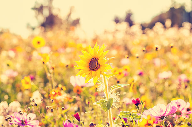 istock Yellow meadow with sunflowers 174938481