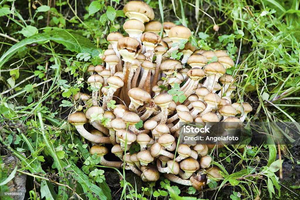 Грибы (Armillaria Mellea) в Осенний лес - Стоковые фото Honey Fungus роялти-фри