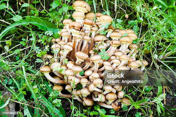 Грибы В Осенний Лес — стоковые фотографии и другие картинки Honey Fungus - Honey Fungus, Без людей, Выборочная фокусировка