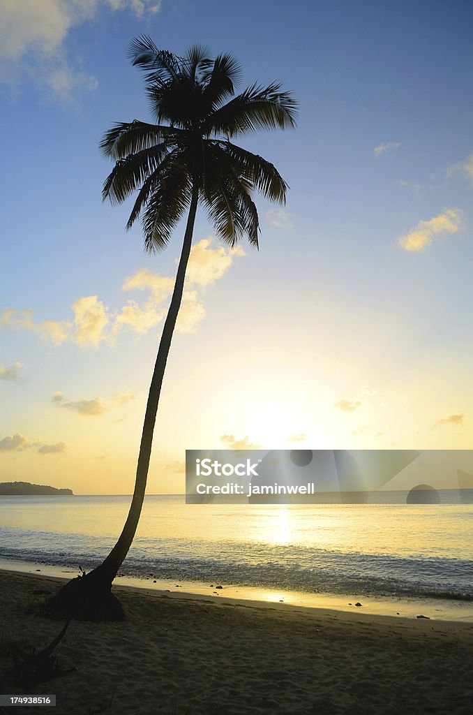 完璧なビーチの夕日、ココナッツの木 - Horizonのロイヤリティフリーストックフォト