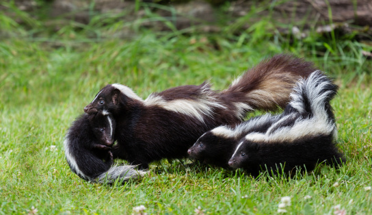 Striped Skunk Family.  Mother and Kits.  Mephitis mephitis