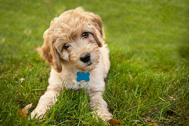Goldendoddle Puppy Laying in Grass A 9 week old Goldendoodle puppy laying down in grass looking at the camera with his head cocked to the side. labradoodle stock pictures, royalty-free photos & images